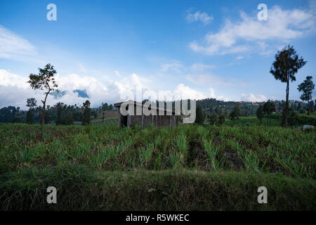 Pflanzliche Plantage, Cemoro Lawang, Bromo Tengger Semeru National Park, Probolinggo, Ost Java, Indonesien Stockfoto