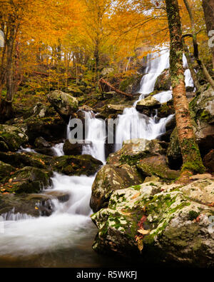 Blick auf dunkle Hohl fällt während der Spitzenzeiten Falllaub in Shenandoah National Park, Virginia Stockfoto