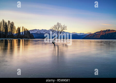 Willow Tree in Lake Wanaka, Südinsel, Neuseeland Stockfoto