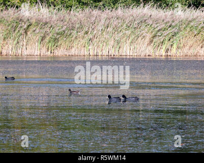 Schöne Blässhühner und Blässhühner Schwimmen auf dem See Oberfläche Stockfoto