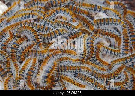 Raupen krabbeln im Schwarm Stockfoto