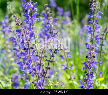 Wiese Clary, Blumen Stockfoto