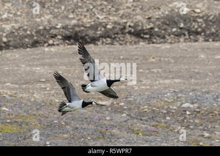 Nach Nonnengänse, Branta leucopsis, Paar im Flug bei Russebuhkta, Edgeøya, Svalbard, Norwegen. Stockfoto