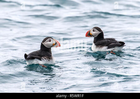 Ein paar der Atlantischen Papageientaucher, Fratercula arctica, an Gnålnodden, Hornsund, Svalbard, Norwegen. Stockfoto