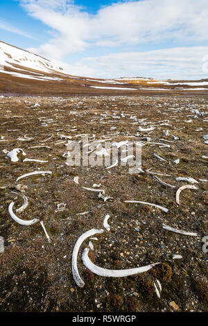 Gestreut Knochen der Atlantischen Walross, Odobenus rosmarus rosmarus, von der Jagd auf Kapp Lee, Edgeøya, Norwegen. Stockfoto