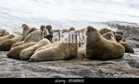 Eine große Gruppe von Atlantischen Walross (Odobenus rosmarus rosmarus) am Strand, Kapp Lee, Edgeøya, Svalbard, Norwegen. Stockfoto