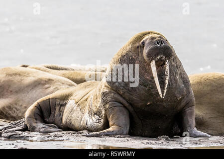 Nach bull Atlantischen Walross, Odobenus rosmarus rosmarus, Kapp Lee, Edgeøya, Svalbard, Norwegen. Stockfoto