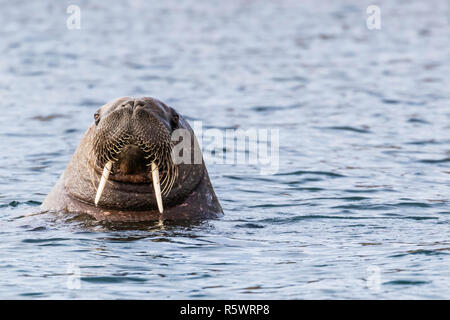 Männliche atlantischen Walross, Odobenus rosmarus rosmarus, im Wasser, an der Kamera, Russebuhkta, Edgeøya, Svalbard, Norwegen suchen. Stockfoto