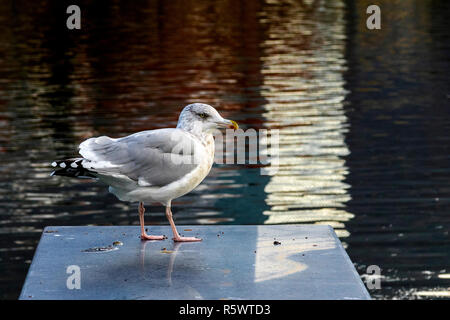 Eine der vielen Möwen (Scandinavian Silbermöwe) rund um den See Lille Lungegaardsvannet im Stadtzentrum von Bergen, Norwegen. Stockfoto