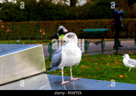 Eine der vielen Möwen (Scandinavian Silbermöwe) rund um den See Lille Lungegaardsvannet im Stadtzentrum von Bergen, Norwegen. Stockfoto