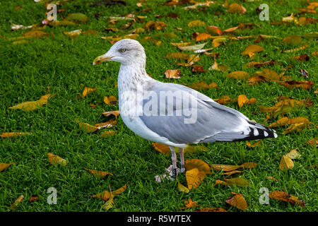 Eine der vielen Möwen (Scandinavian Silbermöwe) rund um den See Lille Lungegaardsvannet im Stadtzentrum von Bergen, Norwegen. Stockfoto