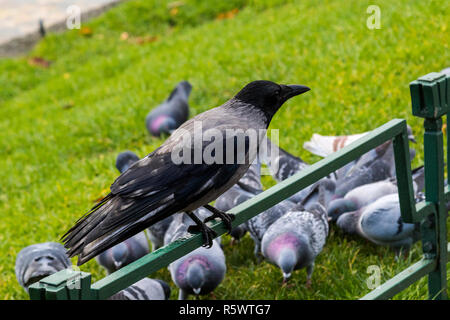 Eine Nebelkrähe (Corvus cornix) rund um den See Lille Lungegaardsvannet im Stadtzentrum von Bergen, Norwegen. Tauben und Möwen sind seine ernsthafte Wettbewerber. Stockfoto