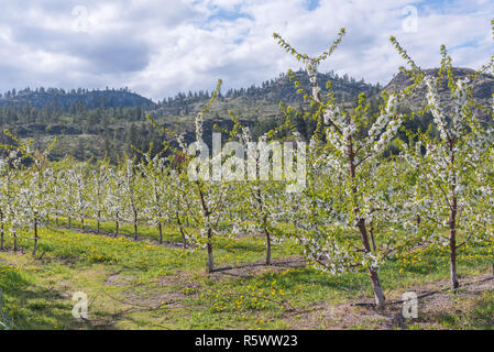 Bäume im Apfelgarten blühen im April Stockfoto