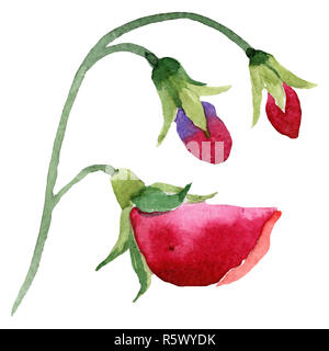 Red Sweet pea Blumen. Isolierte Sweet pea Abbildung Element. Aquarell Bild auf weißem Hintergrund. Stockfoto