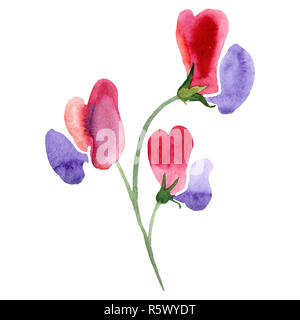 Red Sweet pea Blumen. Isolierte Sweet pea Abbildung Element. Aquarell Bild auf weißem Hintergrund. Stockfoto