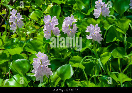 Eichhornia crassipes oder gemeinsamen Wasserhyazinthe ist ein schnell wachsendes invasive Arten von frei schwimmende Wasserpflanzen bilden dichte schwimmende Matten. Vietnam Stockfoto