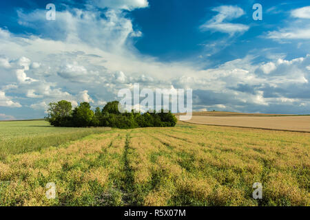 Bäume wachsen in der Mitte des Feldes, Horizont und Wolken im Himmel Stockfoto