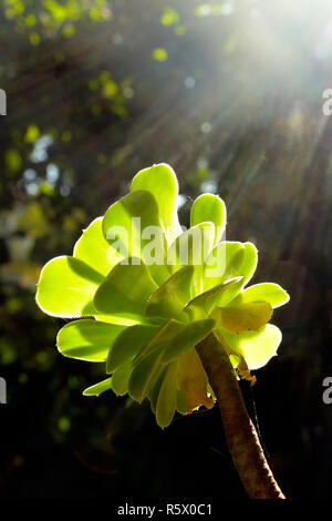 Aeonium Stockfoto