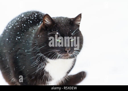 Schwarze Katze in einem Wintertag auf weißem Schnee Stockfoto