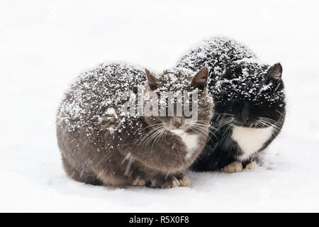 Zwei schöne Katzen sitzen auf den Schnee in der Zeit von Blizzard Stockfoto