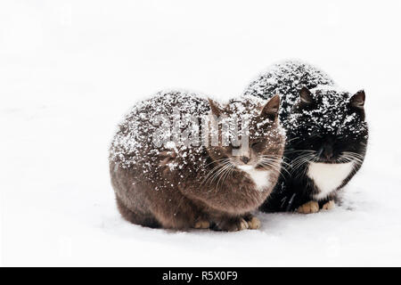 Zwei Katzen sitzen auf den Schnee in der Zeit von Blizzard Stockfoto