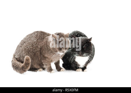 Zwei Katzen im Winter in der verschneiten Einöde Stockfoto
