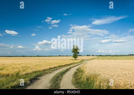 Eine Schotterstraße durch Felder mit Getreide und ein einzelner Baum Stockfoto