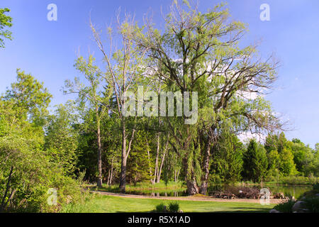 Alte Willow Tree Stockfoto