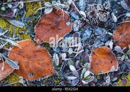 Herbst Wurf und Laub auf dem Waldboden mit frühen Morgen Frost Stockfoto