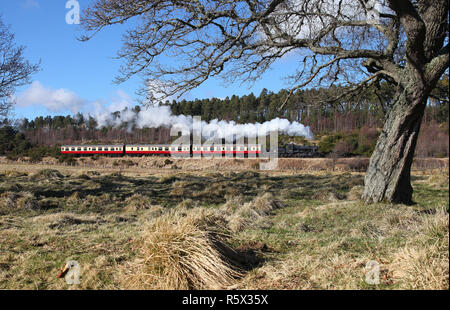 46512 Köpfe entlang der Strathspey Railway an Croftnahaven auf dem Ansatz der Broomhill. Stockfoto