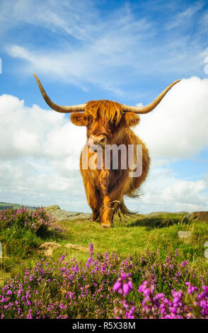 Highland Kuh auf baslow Kante Stockfoto