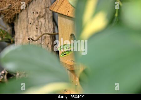 Drei rauhe Ringelnatter (opheodrys aestivus) Blick aus ihren Vogelhaus Stockfoto