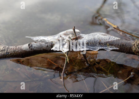 Vereisten Zweige am Ufer des Sees. Eisschicht auf dem See. Jahreszeit Winter. Stockfoto