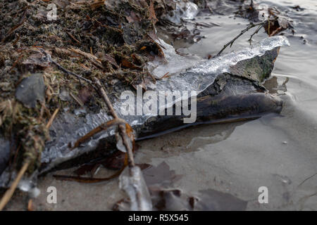 Vereisten Zweige am Ufer des Sees. Eisschicht auf dem See. Jahreszeit Winter. Stockfoto