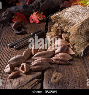 Canarium ovatum, allgemein bekannt als Pili ist eine Pflanzenart aus der Gattung der tropischen Baum Stockfoto