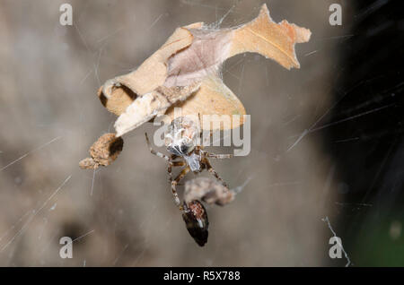 Orb Web Spider, Metepeira sp. Stockfoto