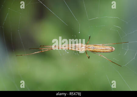 Longjawed Orbweaver, Tetragnatha sp. Stockfoto