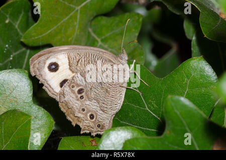 Gemeinsame Wood-Nymph, Cercyonis pegala, abgenutzt und heruntergekommen Stockfoto