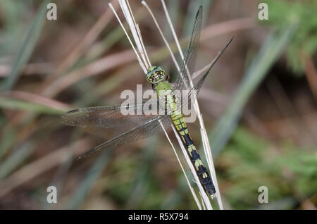 Östlichen Pondhawk, Erythemis simplicicollis, Weiblich Stockfoto