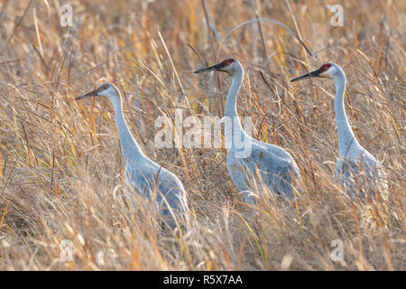 Kanadakraniche (Grus canadensis) fallen, Migration, Inszenierung in einem Feuchtgebiet, Herbst, Crex Wiesen WMA, Grantsburg, WI, USA, von Dominique Braud/Dembinsky P Stockfoto