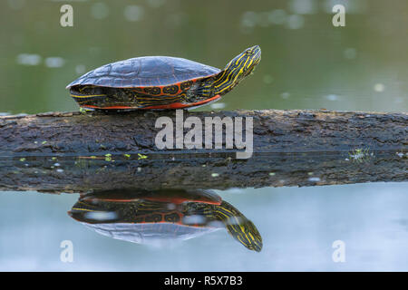 Gemalte Schildkröte (Chrysemys picta) auf am Rand des Teiches, MN, USA anmelden ruhenden, von Dominique Braud/Dembinsky Foto Assoc Stockfoto