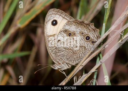 Gemeinsame Wood-Nymph, Cercyonis pegala Stockfoto