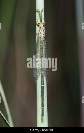 LangschwanzAntlion, Brachynemurus abdominalis Stockfoto