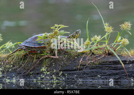 Gemalte Schildkröte (Chrysemys picta) auf am Rand des Teiches, MN, USA anmelden ruhenden, von Dominique Braud/Dembinsky Foto Assoc Stockfoto