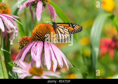 Monarch-schmetterling Fütterung auf lila Coneflowers (Echinacea purpurea), MN, USA, von Dominique Braud/Dembinsky Foto Assoc Stockfoto