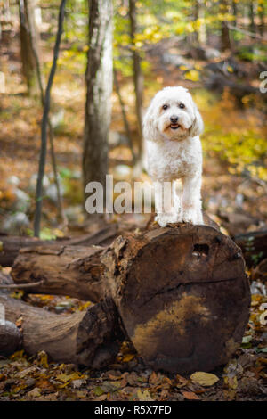 Glücklicher Hund stehend auf gefallenen Baumstamm in Wäldern Stockfoto