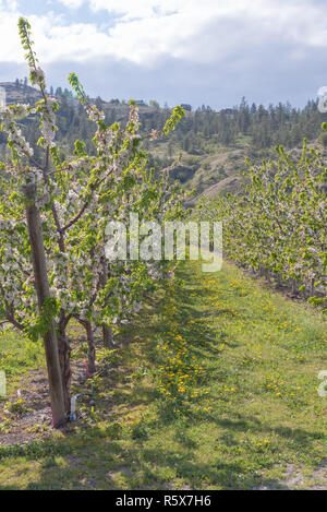 Reihe der weiß blühenden Obstgarten Bäume im Frühling Stockfoto