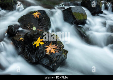 Bigleaf maple (Acer macrophyllum) lässt auf Felsen, Bridal Veil Creek, Oktober, Multnomah County, USA, von Dominique Braud/Dembinsky Foto Assoc Stockfoto