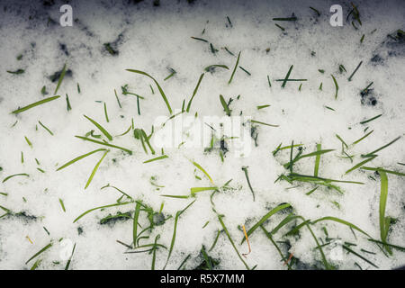 Gras Aufsteigen durch Schicht Schnee im kalten Winter Stockfoto