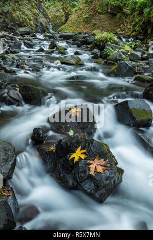 Bigleaf maple (Acer macrophyllum) lässt auf Felsen, Bridal Veil Creek, Oktober, Multnomah County, USA, von Dominique Braud/Dembinsky Foto Assoc Stockfoto